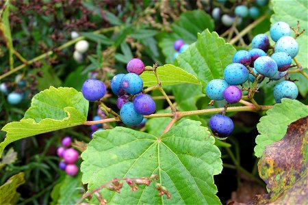 Porcelainberry (Ampelopsis glandulosa var. brevipedunculata) fruiting on the South Side, Pittsburgh
