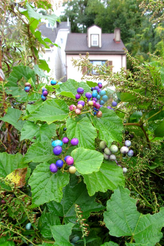Porcelainberry (Ampelopsis glandulosa var. brevipedunculata) fruiting on the South Side, Pittsburgh