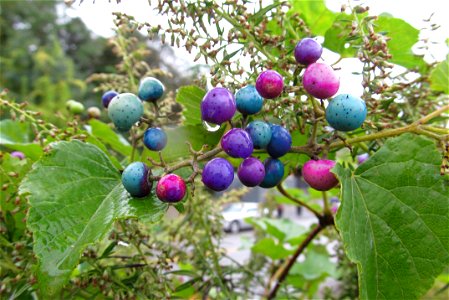 Porcelainberry (Ampelopsis glandulosa var. brevipedunculata) fruiting on the South Side, Pittsburgh
