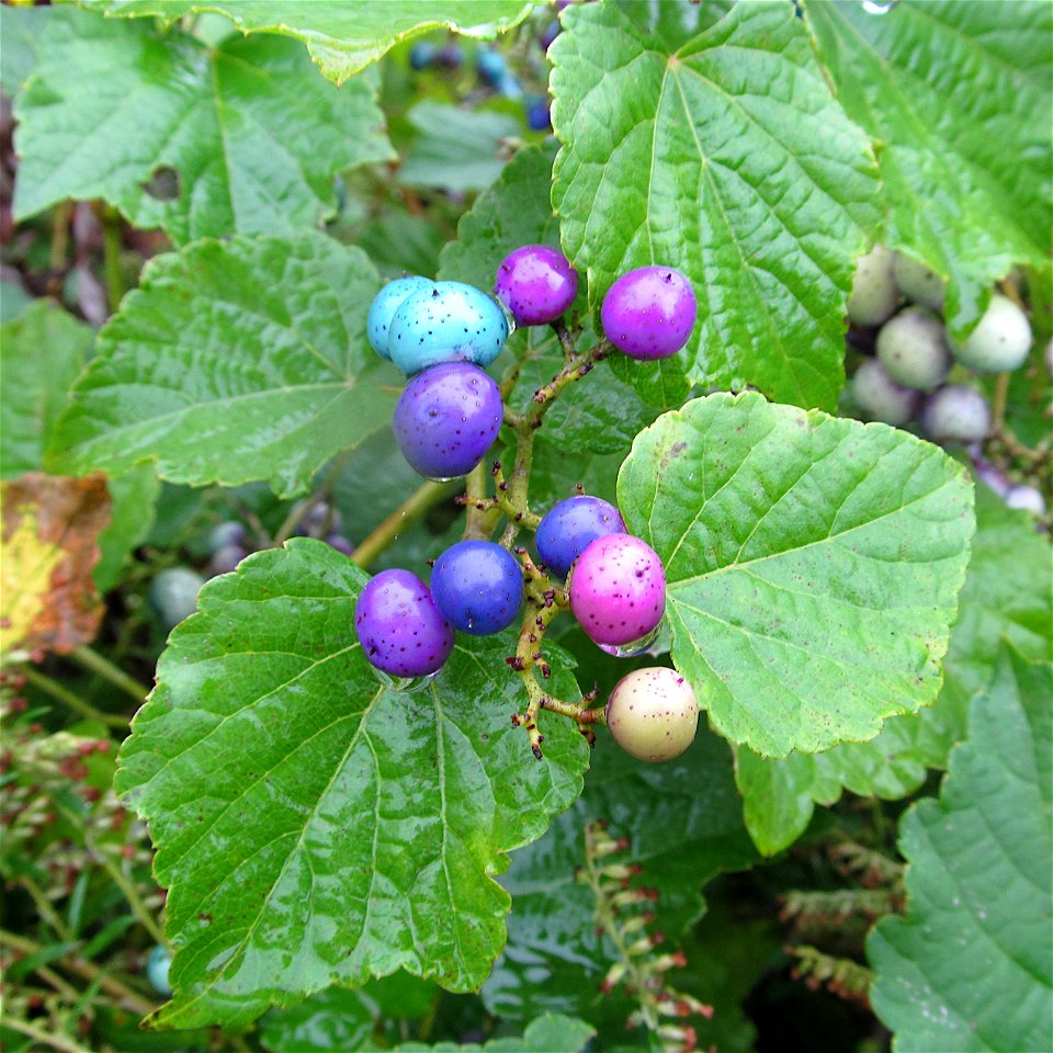 Porcelainberry (Ampelopsis glandulosa var. brevipedunculata) fruiting on the South Side, Pittsburgh