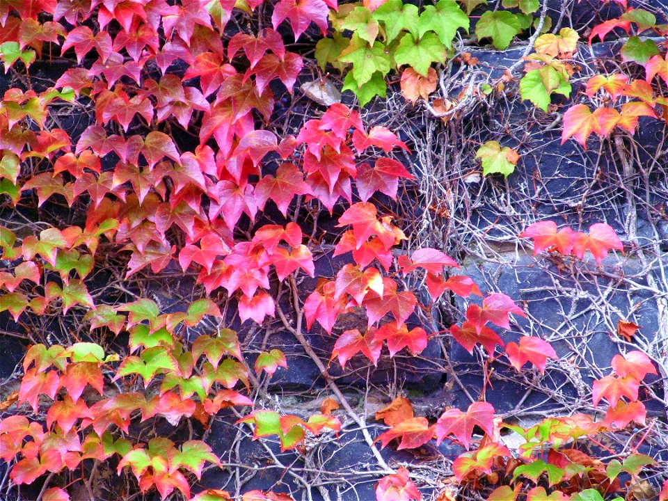 Boston ivy (Parthenocissus tricuspidata) on a stone wall, South Side, Pittsburgh