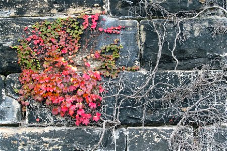Boston ivy (Parthenocissus tricuspidata) on a stone wall, South Side, Pittsburgh