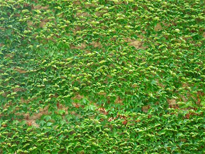  ; Flowers, trees, and other plant stuff
Picture of vines on a wall