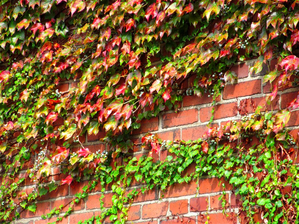 Boston Ivy (Parthenocissus tricuspidata) on a garage wall along an alley in the South Side, Pittsburgh