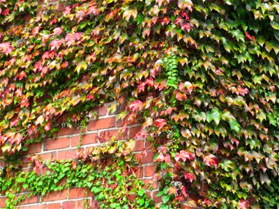 Boston Ivy (Parthenocissus tricuspidata) on a garage wall along an alley in the South Side, Pittsburgh