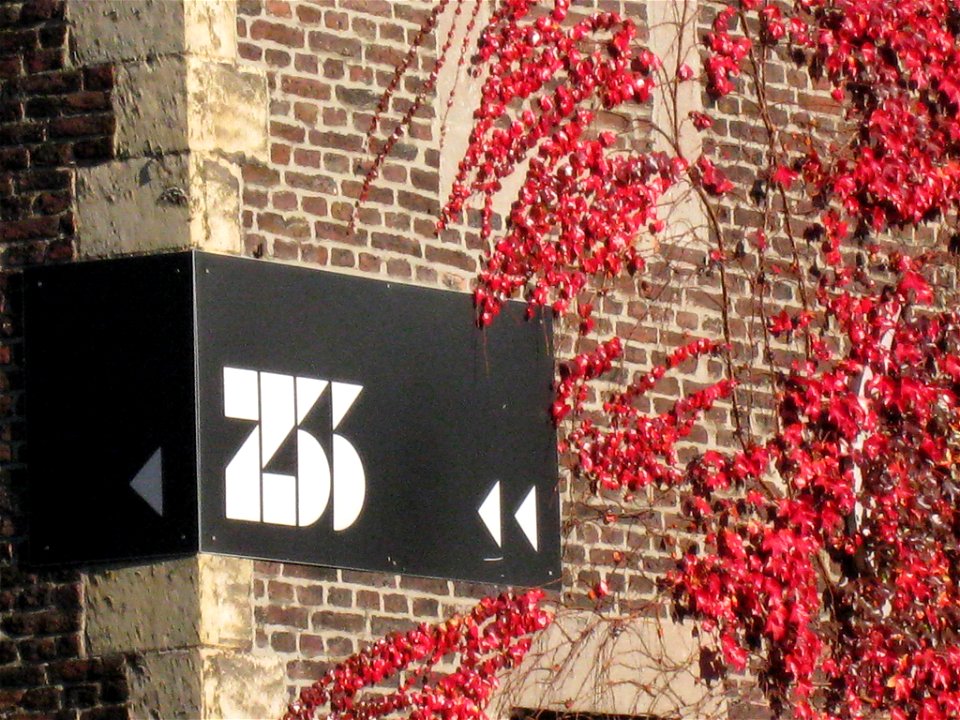 Attractive red-coloured Parthenocissus tricuspidata on a wall of the Beguinage of Hasselt, Belgium.