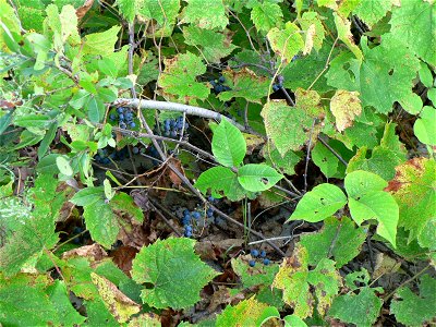 Wild vitis riparia with ripening fruit on sandy soil amidst other plants (including Poison Ivy) at Sandbanks Provincial Park in Prince Edward County, Ontario, Canada. photo