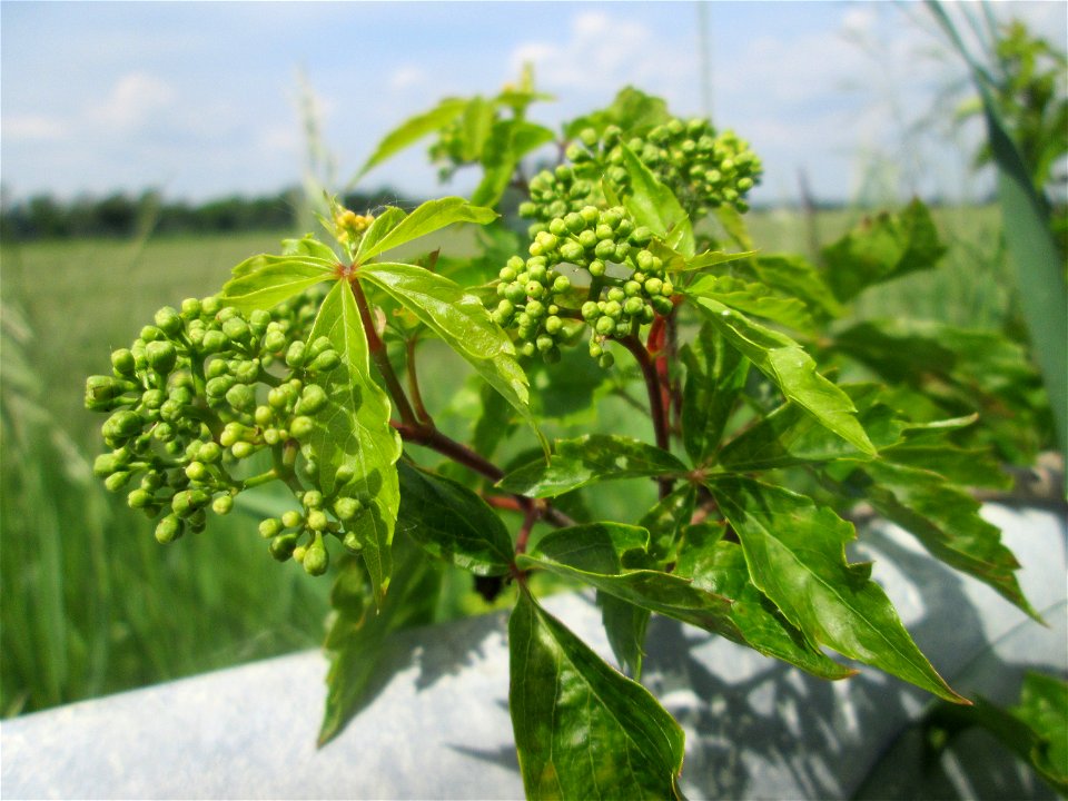 Gewöhnliche Jungfernrebe (Parthenocissus inserta) am Kraichbach am Rand vom Landschaftsschutzgebiet „Hockenheimer Rheinbogen“