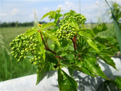 Gewöhnliche Jungfernrebe (Parthenocissus inserta) am Kraichbach am Rand vom Landschaftsschutzgebiet „Hockenheimer Rheinbogen“ photo