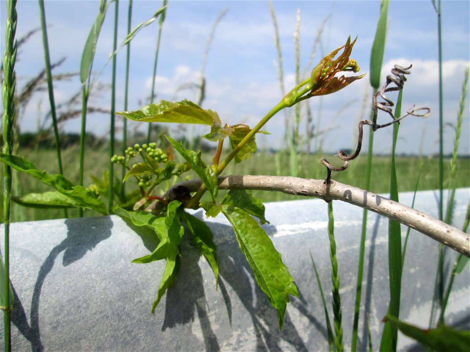 Gewöhnliche Jungfernrebe (Parthenocissus inserta) am Kraichbach am Rand vom Landschaftsschutzgebiet „Hockenheimer Rheinbogen“