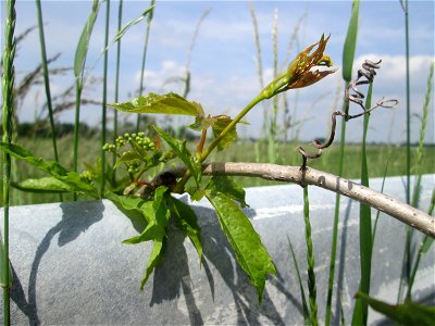 Gewöhnliche Jungfernrebe (Parthenocissus inserta) am Kraichbach am Rand vom Landschaftsschutzgebiet „Hockenheimer Rheinbogen“