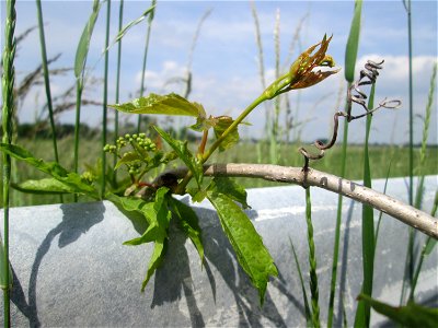 Gewöhnliche Jungfernrebe (Parthenocissus inserta) am Kraichbach am Rand vom Landschaftsschutzgebiet „Hockenheimer Rheinbogen“ photo