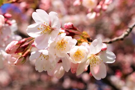 Sakura flower spring photo