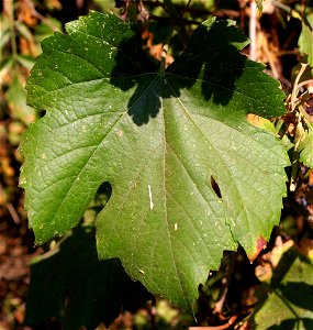 — California Wild Grape, mature leaf in fall. At Caswell Memorial State Park in the northern San Joaquin Valley, in San Joaquin County, California. photo