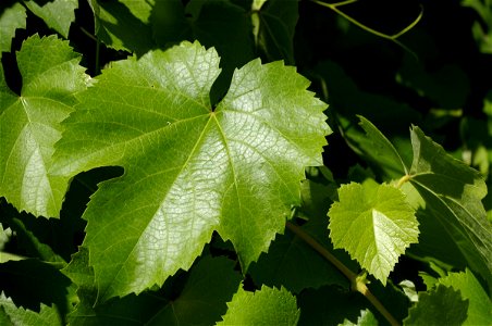 Vitis californica at Caswell Memorial State Park spring leaves photo