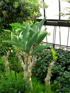A picture of Cyphostemma juttae.