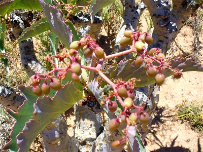 Wild Grape fruit photo