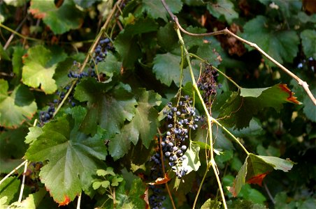 Vitis californica with grapes photo