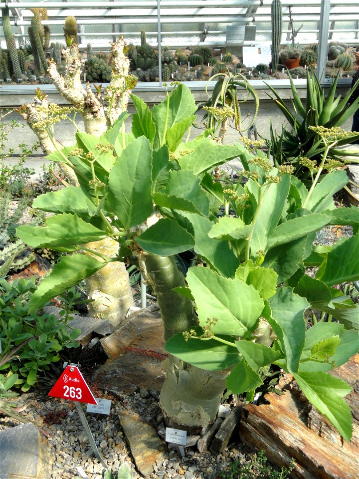 Cyphostemma juttae specimen in the Botanischer Garten München-Nymphenburg, Munich, Germany.