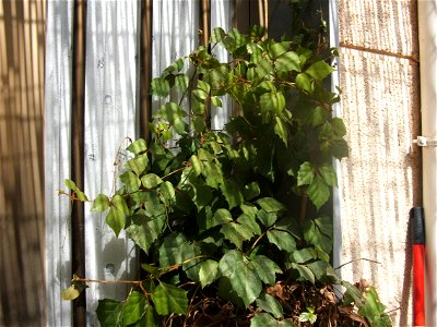 Cissus alata