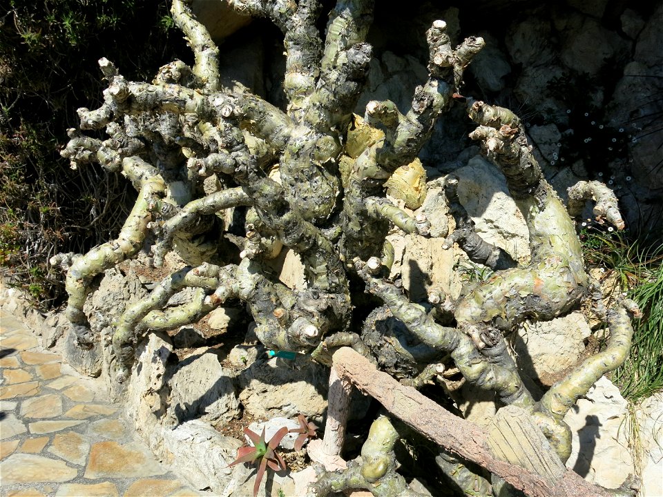 Cyphostemma juttae in the exotic garden of Monaco. Identified by its botanic label.
Français :  Cyphostemma juttae au jardin exotique de Monaco. Identifié par son étiquette botanique.