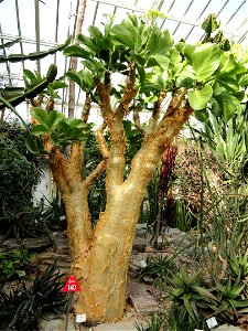 Cyphostemma currorii specimen in the Botanischer Garten München-Nymphenburg, Munich, Germany.
