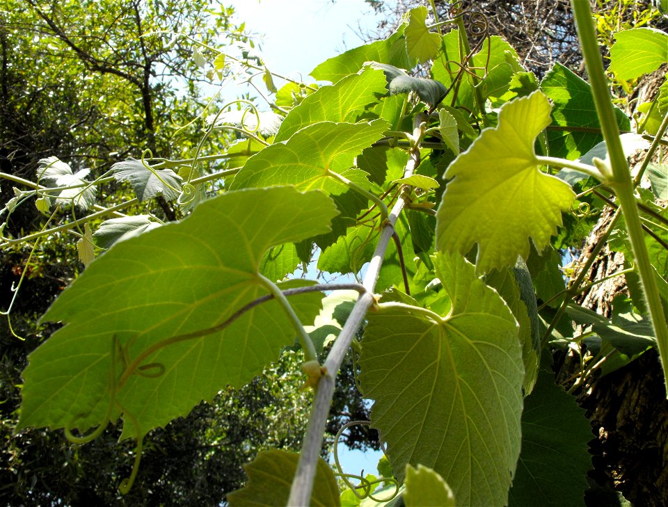 Vitis girdiana at the San Diego Wild Animal Park, Escondido, California, USA.