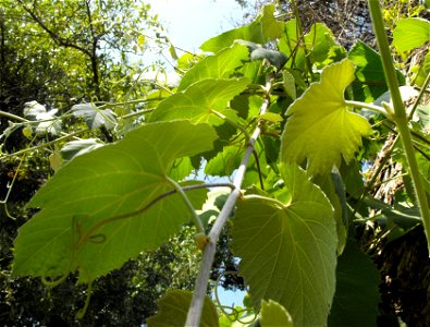 Vitis girdiana at the San Diego Wild Animal Park, Escondido, California, USA.