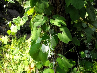 Vitis girdiana at the San Diego Wild Animal Park, Escondido, California, USA. photo