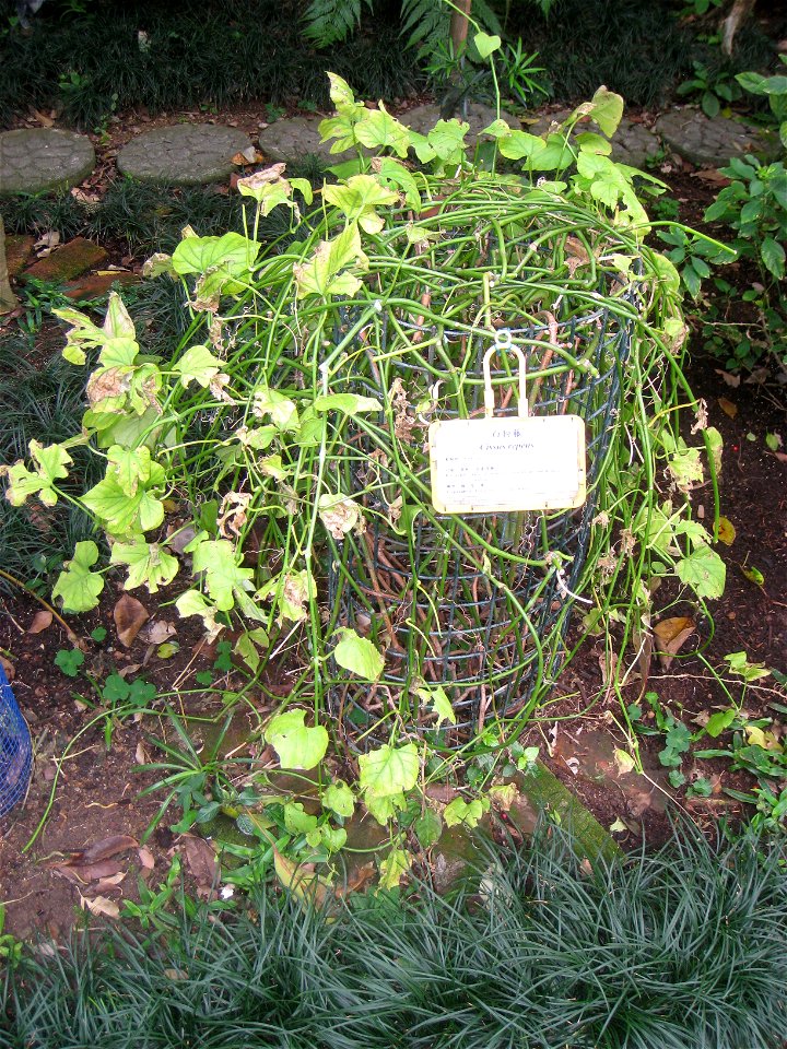 Cissus repens. Plant specimen in the Hong Kong Zoological and Botanical Gardens, Hong Kong.
