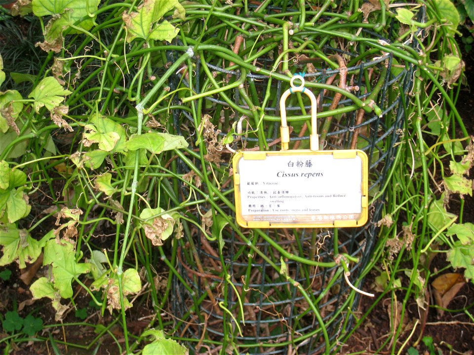 Cissus repens. Plant specimen in the Hong Kong Zoological and Botanical Gardens, Hong Kong.
