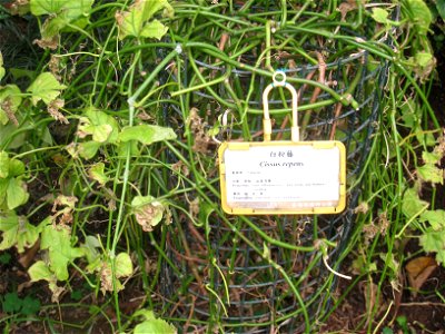 Cissus repens. Plant specimen in the Hong Kong Zoological and Botanical Gardens, Hong Kong. photo