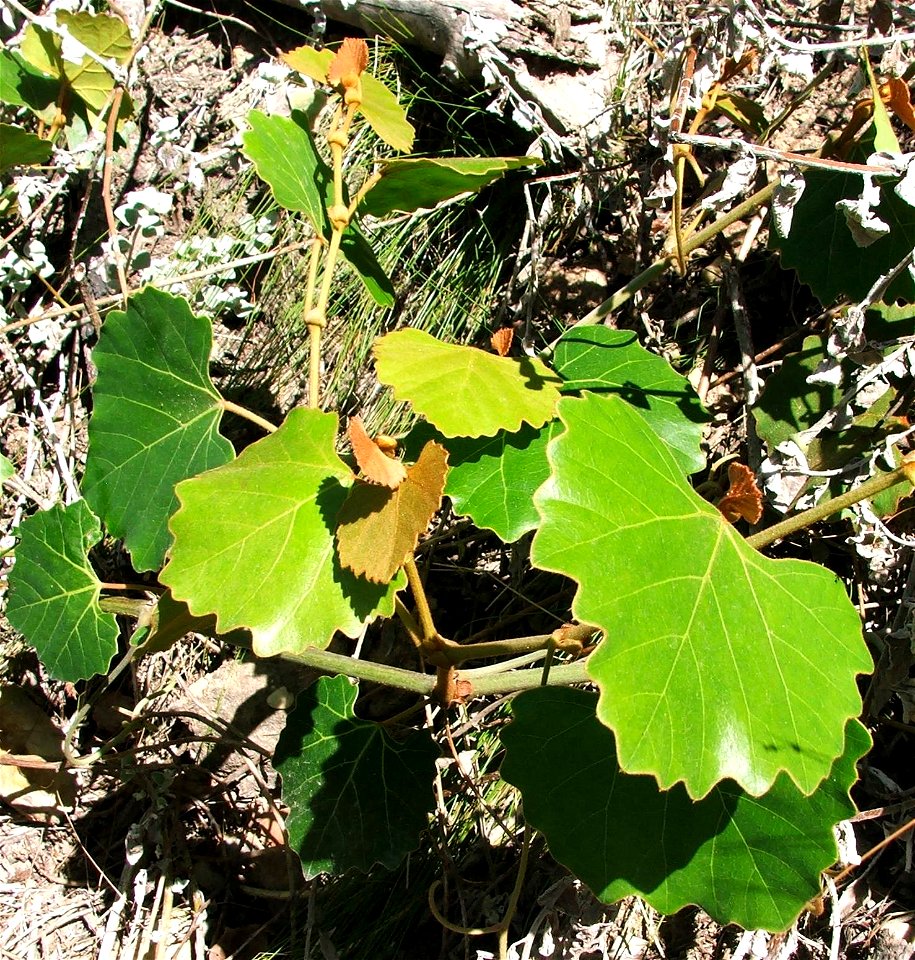 Cape grape creeper