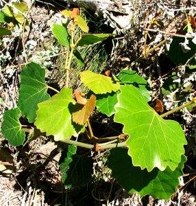 Cape grape creeper photo