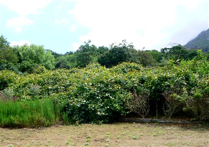 A large mass of Cape Grape Creeper cultivated in its natural habitat in Cape Town. Rhoicissus tomentosa. photo