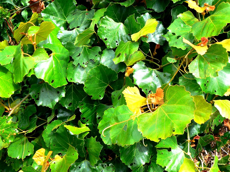 A Cape Grape creeper, photo taken in Cape Town