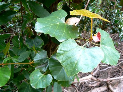 A Common Forest Grape creeper, also known as the Cape Grape, photographed in the Table Mountain forests photo