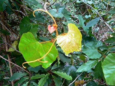 Rhoicissus tomentosa capensis vine or African bush grape. Photograph taken in Table Mountain forests. photo