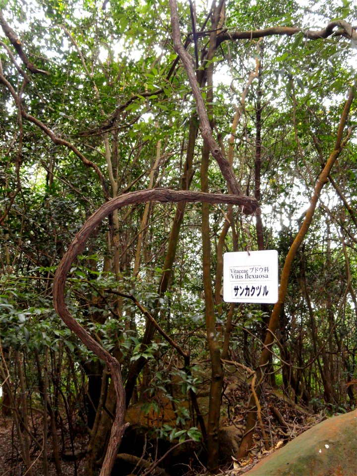 Botanical specimen in the Miyajima Natural Botanical Garden, Hatsukaichi, Hiroshima, Japan.