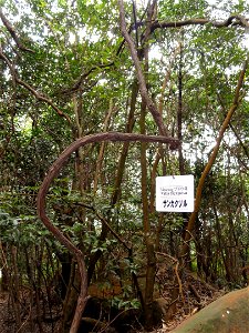 Botanical specimen in the Miyajima Natural Botanical Garden, Hatsukaichi, Hiroshima, Japan.