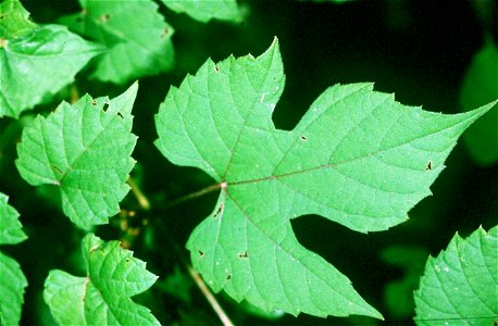 Vitis palmata - catbird grape This image is not copyrighted and may be freely used for any purpose. Please credit the artist, original publication if applicable, and the USDA-NRCS PLANTS Database. The photo