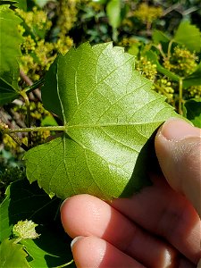 Picture of V. monticola or Mountain grape