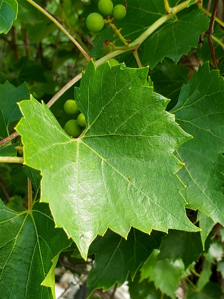 Picture of V. monticola or Mountain grape