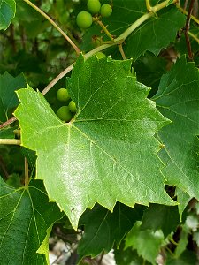 Picture of V. monticola or Mountain grape photo