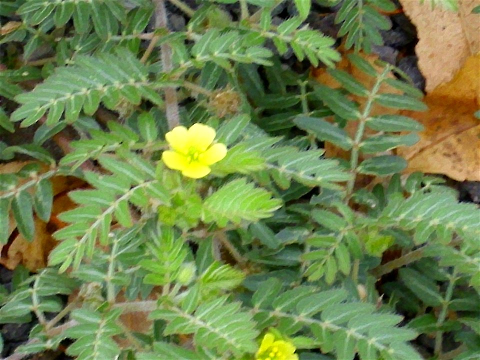 Tribulus terrestris close up, La Poblachuela Campo de Calatrava, Spain