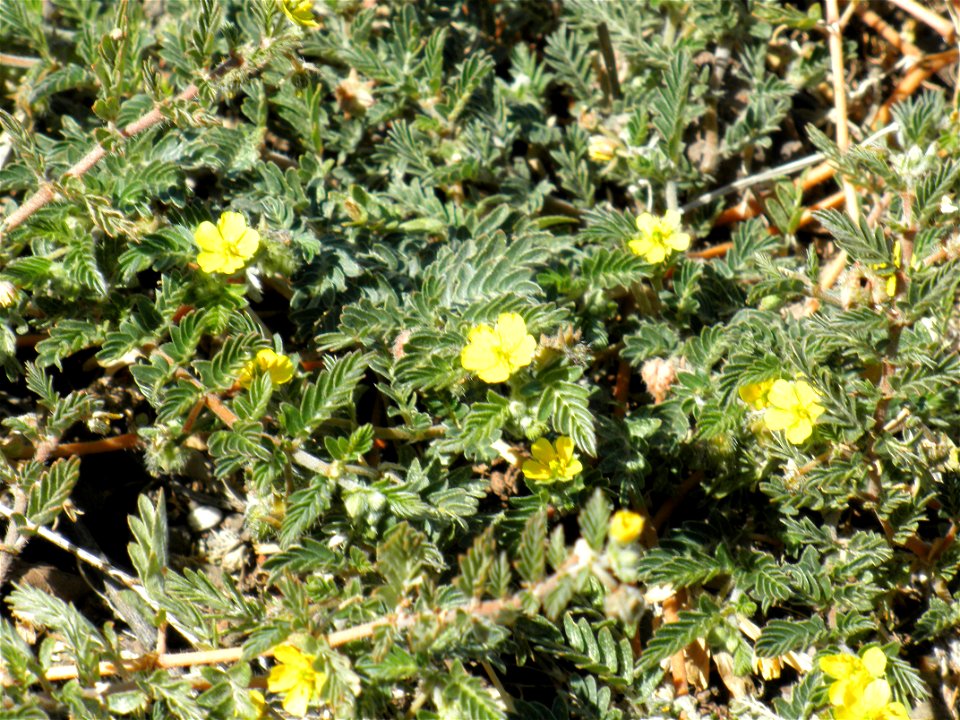 Tribulus terrestris close up, Dehesa Boyal de Puertollano, Spain