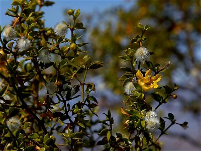 Image title: Creosote bush in the desert Image from Public domain images website, http://www.public-domain-image.com/full-image/flora-plants-public-domain-images-pictures/bushes-and-shrubs-public-doma photo