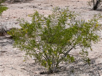 Young creosote bush (Larrea tridentata) photo
