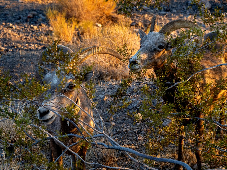 Desert Bighorn Sheep