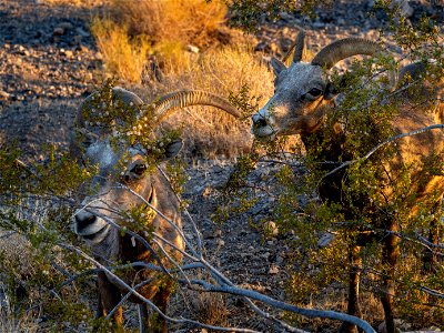 Desert Bighorn Sheep photo